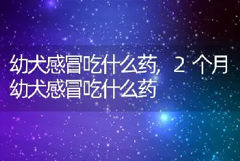 幼犬感冒吃什么药，2个月幼犬感冒吃什么药