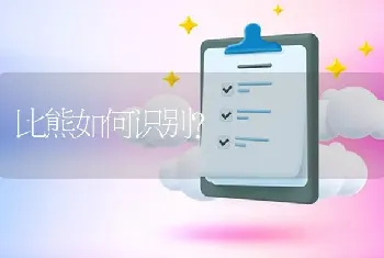 比熊如何识别？