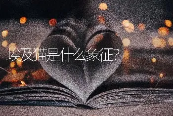 埃及猫是什么象征？