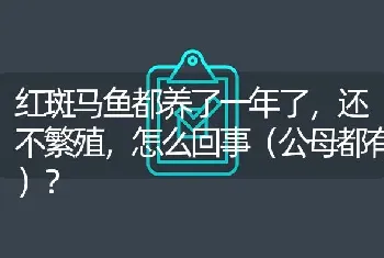 红斑马鱼都养了一年了，还不繁殖，怎么回事（公母都有）？