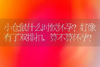 小仓鼠什么时候怀孕?好像有了双排扣，算不算怀孕？