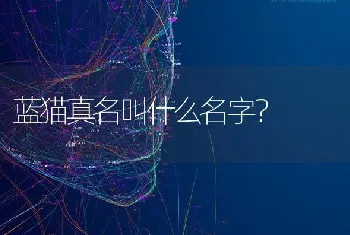 蓝猫真名叫什么名字？