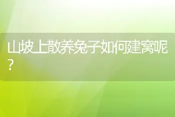 山坡上散养兔子如何建窝呢？