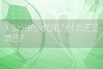 怎么让柯基犬认主？