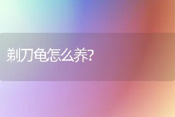 剃刀龟怎么养？