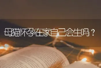 母猫怀孕在家自己会生吗？