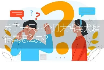 养了一只四个月大博美犬嘴很臭怎么办？