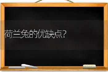 荷兰兔的优缺点？