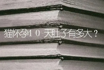 猫怀孕40天肚子有多大？