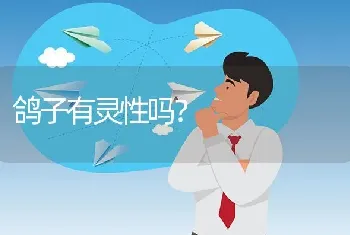 鸽子有灵性吗？