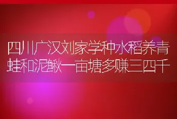 四川广汉刘家学种水稻养青蛙和泥鳅一亩塘多赚三四千