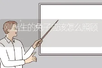 刚出生的兔子应该怎么照顾？