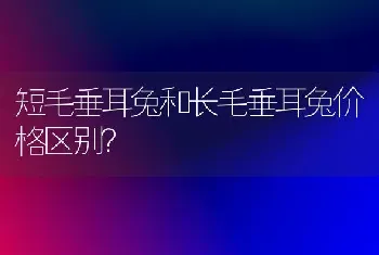 短毛垂耳兔和长毛垂耳兔价格区别？