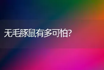 无毛豚鼠有多可怕？