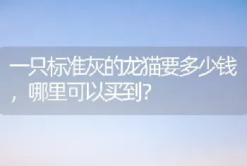 一只标准灰的龙猫要多少钱，哪里可以买到？