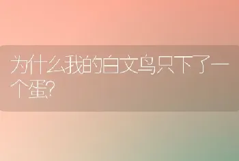 为什么我的白文鸟只下了一个蛋？