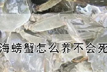 海螃蟹怎么养不会死