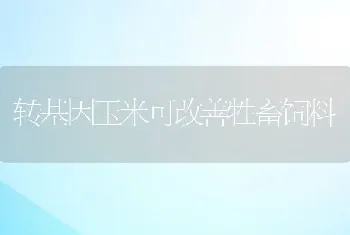 转基因玉米可改善牲畜饲料