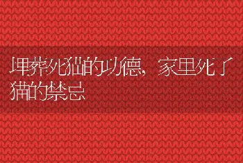 埋葬死猫的功德，家里死了猫的禁忌