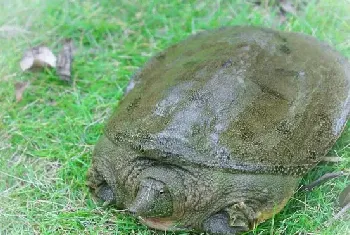 不同时间甲鱼管理要点的区别