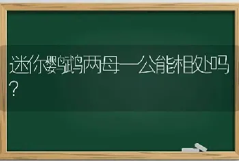 迷你鹦鹉两母一公能相处吗？