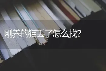 刚养的猫丢了怎么找？