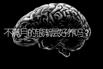 拉布拉多几个月认主？