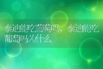 泰迪能吃葡萄吗，泰迪能吃葡萄吗为什么