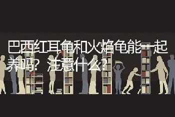 金吉拉配金渐层拿破仑会生什么样的猫？