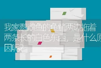 我家鹦鹉鱼的鱼鳍两边拖着两条长的白色东西，是什么原因呢？