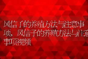 风信子的养殖方法与注意事项，风信子的养殖方法与注意事项视频