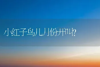 小红子鸟几月份开叫？