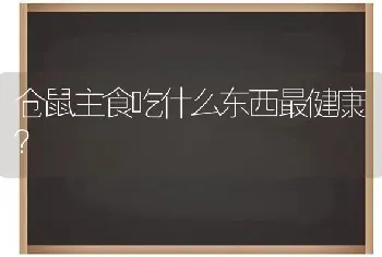 仓鼠主食吃什么东西最健康？