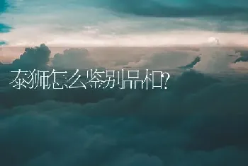 金鱼花花语什么意思？