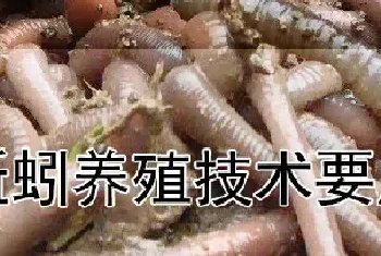 蚯蚓养殖技术要点