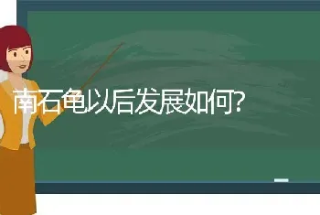 南石龟以后发展如何？