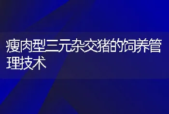 瘦肉型三元杂交猪的饲养管理技术