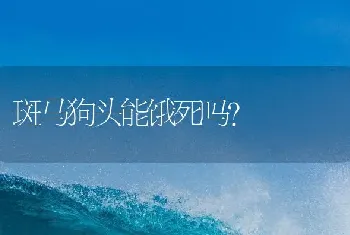 斑马狗头能饿死吗？