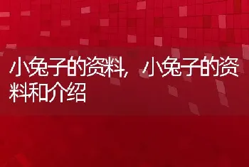 小兔子的资料，小兔子的资料和介绍