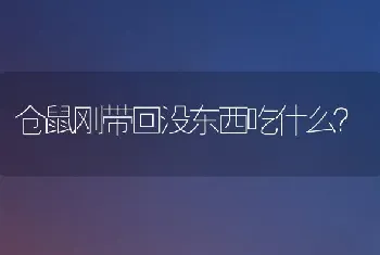 仓鼠刚带回没东西吃什么？