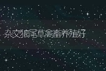 杂交狼尾草禽畜养殖好