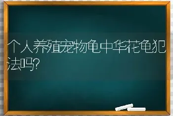 个人养殖宠物龟中华花龟犯法吗？