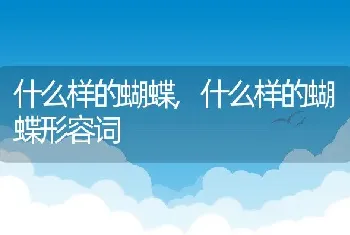 什么样的蝴蝶，什么样的蝴蝶形容词