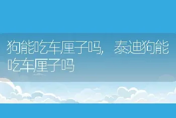 狗能吃车厘子吗，泰迪狗能吃车厘子吗