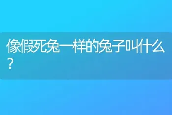 像假死兔一样的兔子叫什么？