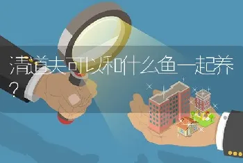 清道夫可以和什么鱼一起养？