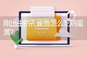 刚出生的孔雀鱼怎么吃鸡蛋黄？