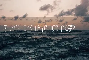 孔雀和昭和锦鲤哪个好？