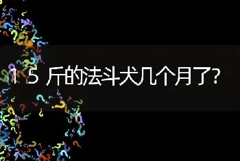 15斤的法斗犬几个月了？