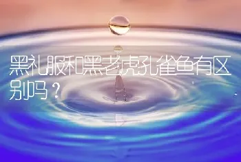 黑礼服和黑老虎孔雀鱼有区别吗？